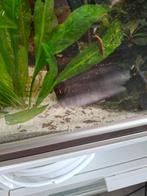 Torenslakken uit luxe Aquatlantis (10-100 stuks) – Kerngezon, Dieren en Toebehoren, Vissen | Aquaria en Toebehoren, Ophalen, Nieuw