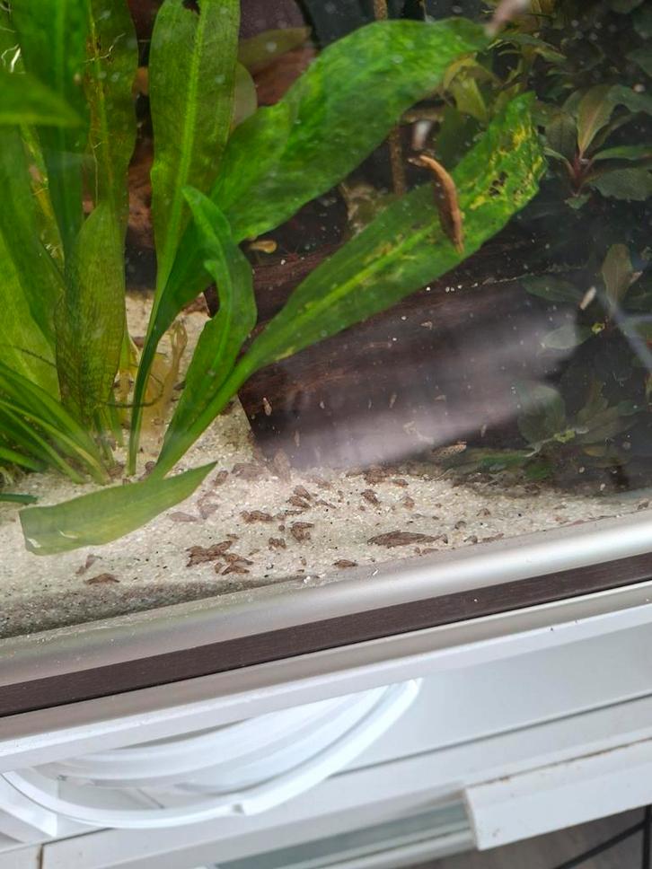 Torenslakken uit luxe Aquatlantis (10-100 stuks) – Kerngezon, Dieren en Toebehoren, Vissen | Aquaria en Toebehoren, Nieuw, Plant(en), Steen of Hout