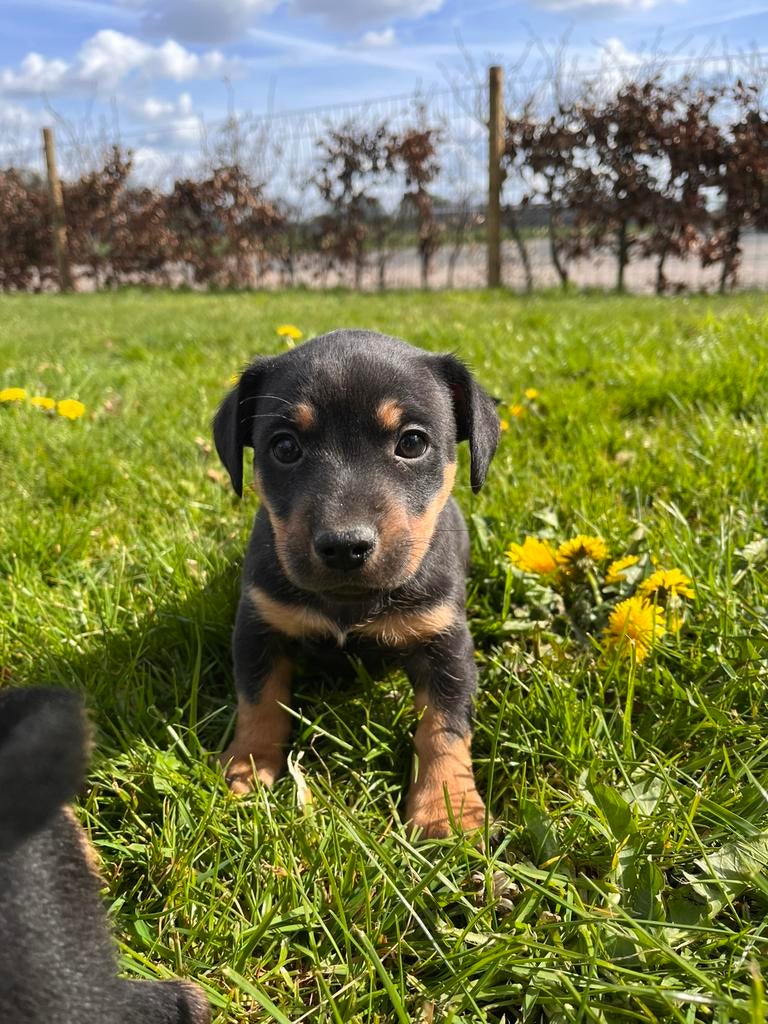 Jack Russell pups black and tan, Dieren en Toebehoren, Honden | Jack Russells en Terriërs, Jack Russell Terriër, 8 tot 15 weken