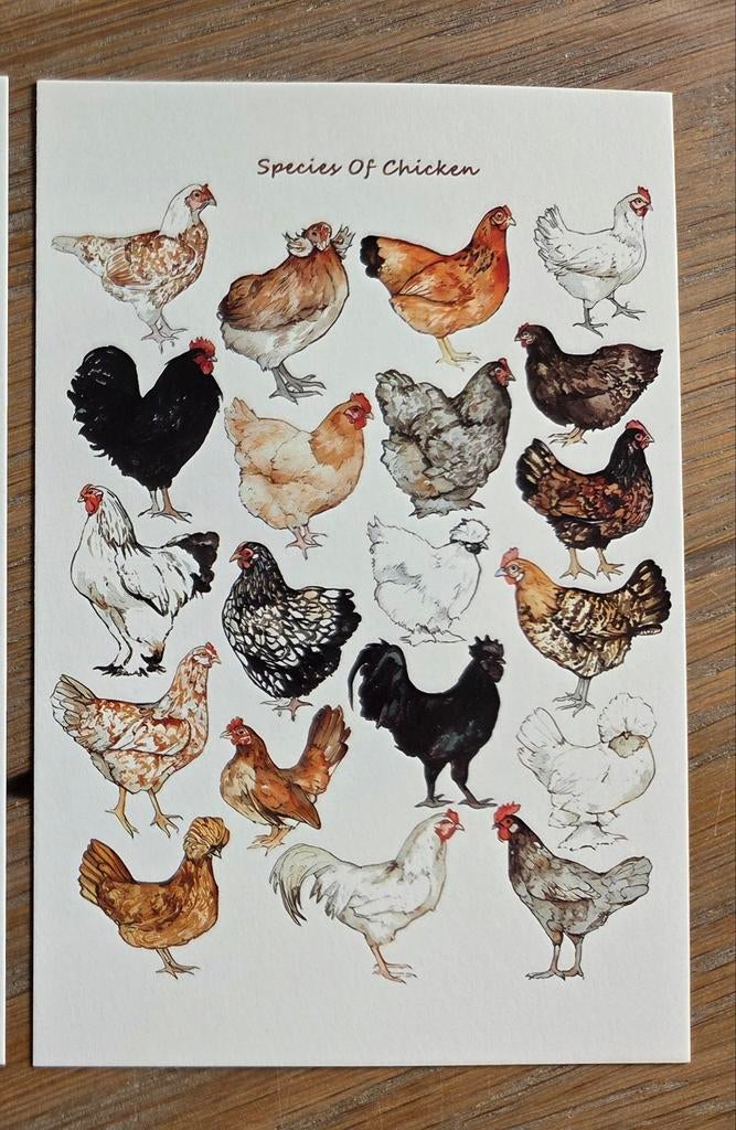 KIPPEN ,meerdere beschikbaar, Ophalen, 1980 tot heden, Hond of Kat