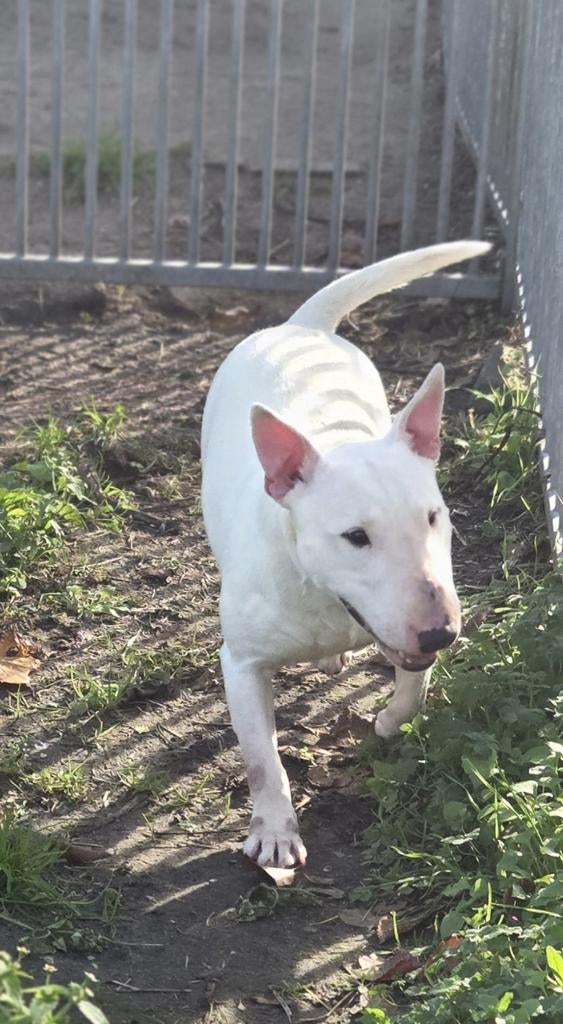 Te koop mooie mini Bull Terriër teef, Dieren en Toebehoren, Honden | Jack Russells en Terriërs, Nederland, 8 tot 15 weken, Teef