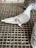 Te koop sierduiven Afghaanse duiven, Dieren en Toebehoren, Meerdere dieren, Overige soorten