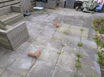 Betontegels/ terrastegels/ bestrating 50x50x5 cm, Tuin en Terras, Tegels en Klinkers, Ophalen, Gebruikt, Beton, Terrastegels