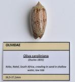 Schelpen: Oliva caroliniana 27,1mm (Gem) Zuid Afrika, Ophalen of Verzenden, Schelp(en)