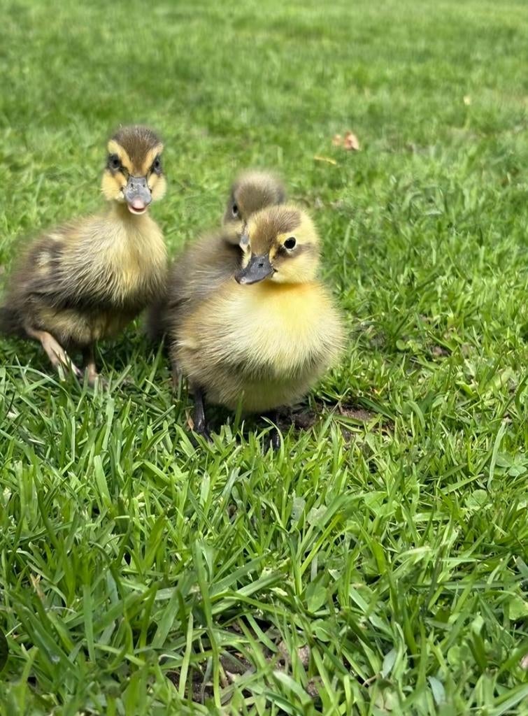 Tamme indische loopeend kuikend / pullen., Dieren en Toebehoren, Pluimvee, Meerdere dieren, Eend