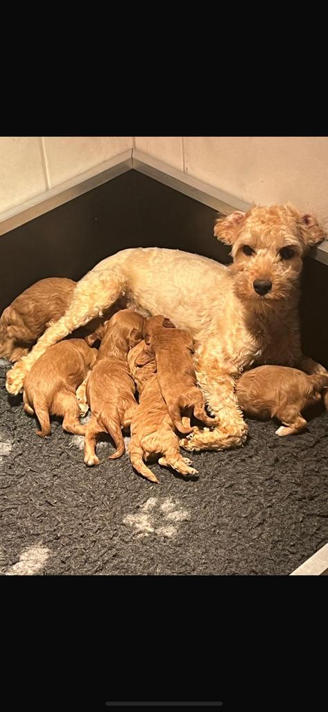Lieve mini/ kleine doodle pups 🐶, Parvo, 8 tot 15 weken, Meerdere, Meerdere dieren
