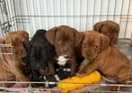 Schattige Franse Bulldog x Cocker Spaniel pups te koop, België, Particulier, 8 tot 15 weken, Parvo
