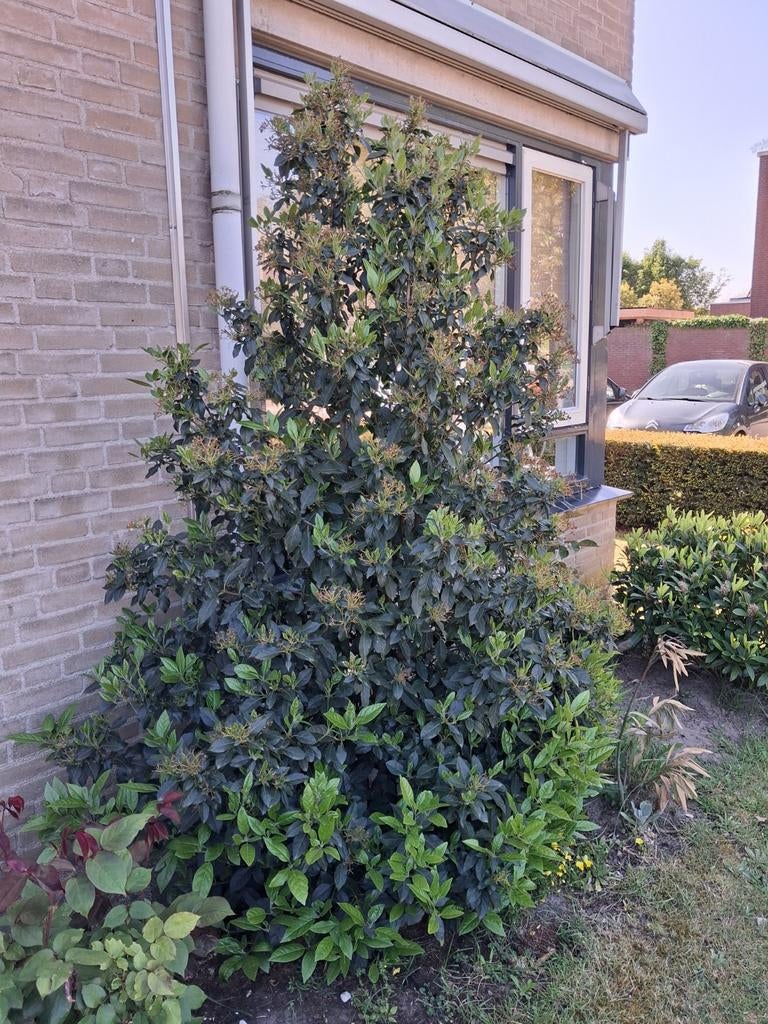 Plant, Vaste plant, Bloeit niet, Halfschaduw, Ophalen