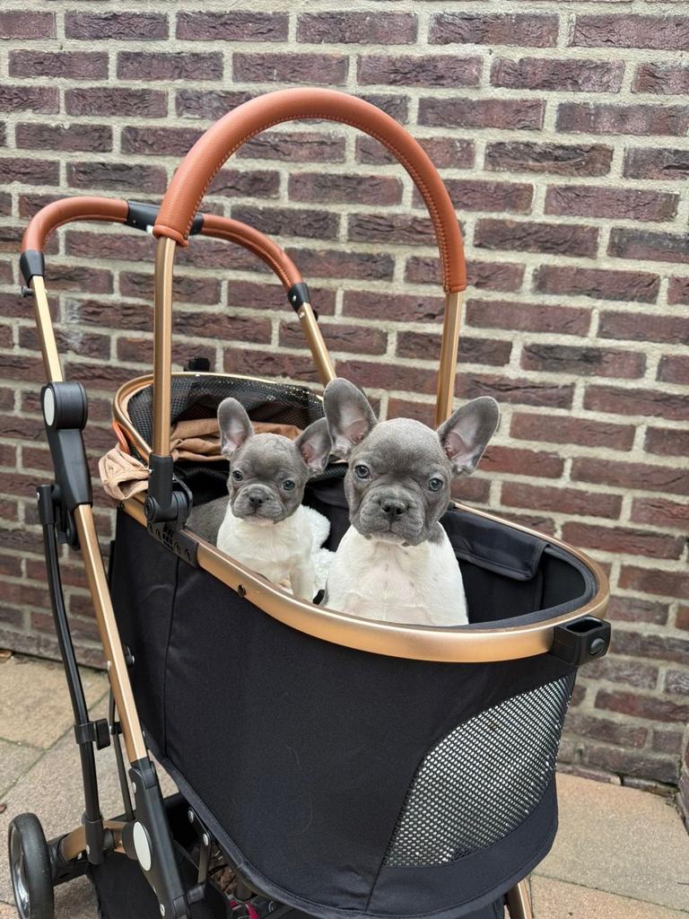 Franse Bulldog pups – ouders met stamboom 🐶❤️🐾, Dieren en Toebehoren, 8 tot 15 weken, Parvo, Bulldog, Meerdere