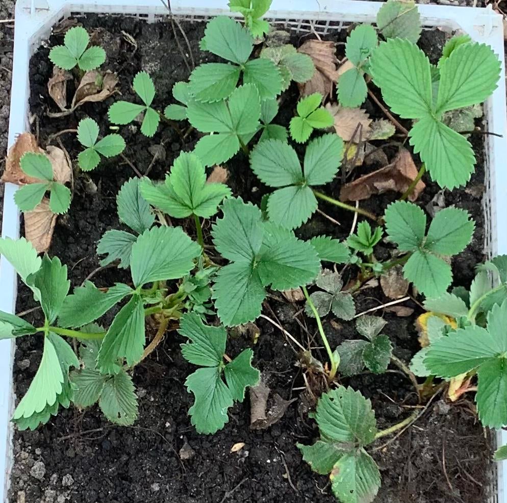 Aardbeien plantjes, Tuin en Terras, Ophalen, Volle zon