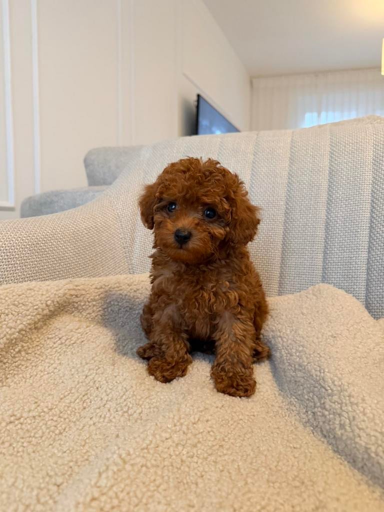 Toy Poedel / Toy Poodle, Poedel, Particulier, 15 weken tot 1 jaar, Buitenland