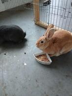 Konijnen, Dieren en Toebehoren, Vrouwelijk, Middelgroot, 0 tot 2 jaar