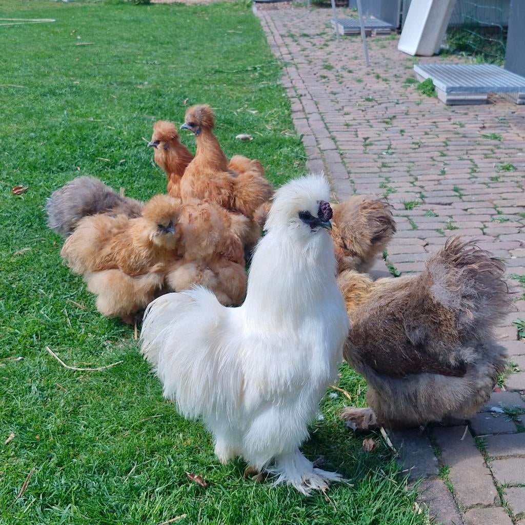 Usa zijdehoenders volwassen toom, Dieren en Toebehoren, Pluimvee, Meerdere dieren, Kip