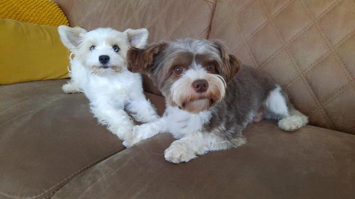 Pups te koop (Yorkshire terriërs), Dieren en Toebehoren, Honden | Jack Russells en Terriërs, Meerdere dieren, Yorkshire Terriër