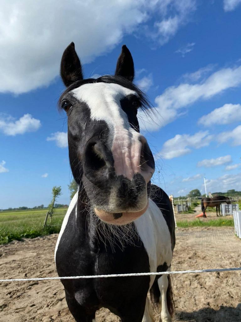 Prachtige Tinker merrie, Dieren en Toebehoren, Ophalen