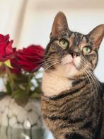 Poes zoekt een nieuw huisje, Poes, Kortharig, 3 tot 5 jaar