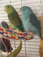 Koppeltje forpussen uit 2025, Dieren en Toebehoren, Vogels | Parkieten en Papegaaien, Meerdere dieren, Parkiet, Geringd