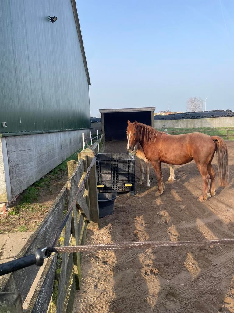 Merrie 6 jr, Karkachan, Merrie, D pony (1.37m tot 1.48m), Gechipt, 3 tot 6 jaar