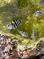 Dwergpapegaai cichlide, Dieren en Toebehoren, Vissen | Aquariumvissen, Vis