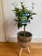 Citroen boompje “citrus limon” met pot, Ophalen, Volle zon, Vaste plant, Fruitplanten