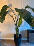 Grote Strelitzia Nicolai - Paradijsvogelplant, Tuin en Terras, Planten | Tuinplanten, Volle zon, Vaste plant, Bloeit niet, Ophalen