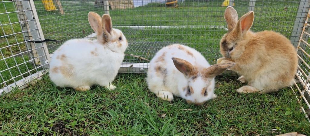 Te koop mooi gekleurde konijntjes 50% hangoor 50% rex, Dieren en Toebehoren, Konijnen, Meerdere dieren, Dwerg, Hangoor