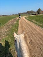 Leren paardrijden of buitenrit, Paardrijles of Ponykampen