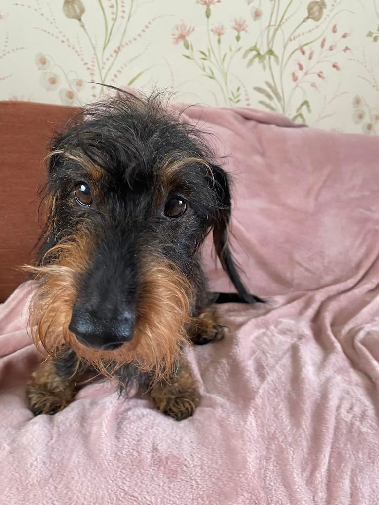 Ruwharige teckel., 6 jaar of ouder, Standaard, Reu, Eén hond