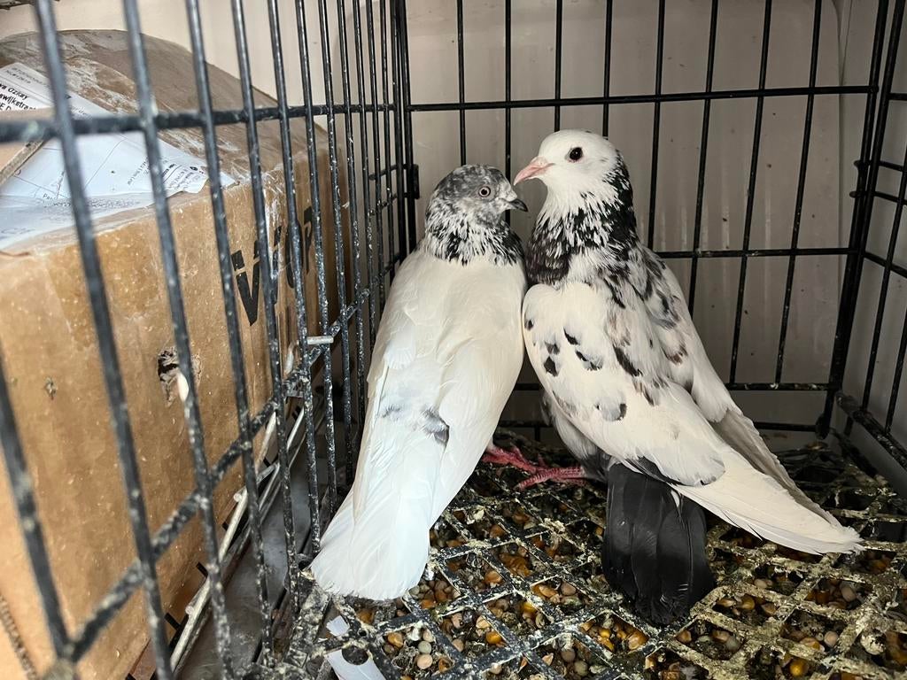 Duiven, Dieren en Toebehoren, Vogels | Duiven, Meerdere dieren, Postduif