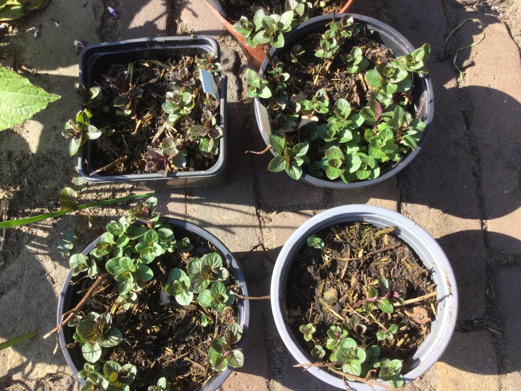 Diverse kruidenplanten, Ophalen of Verzenden, Overige soorten, Volle zon