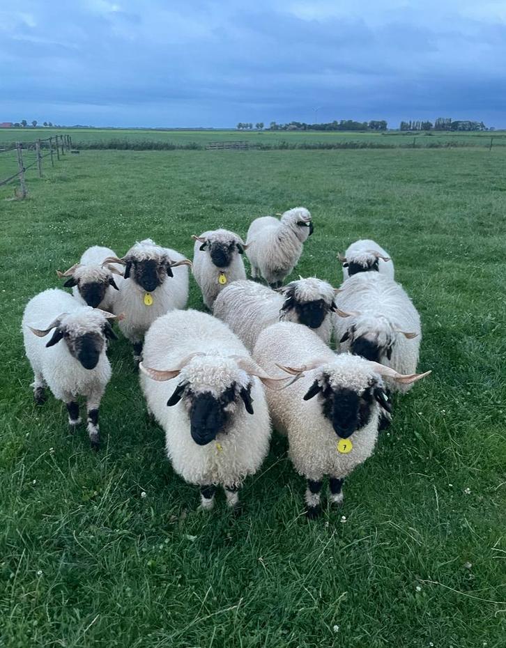 Walliser Schwarznase schapen; ooien (4 maand oud), Dieren en Toebehoren, Schapen, Geiten en Varkens, Schaap, Vrouwelijk, 0 tot 2 jaar