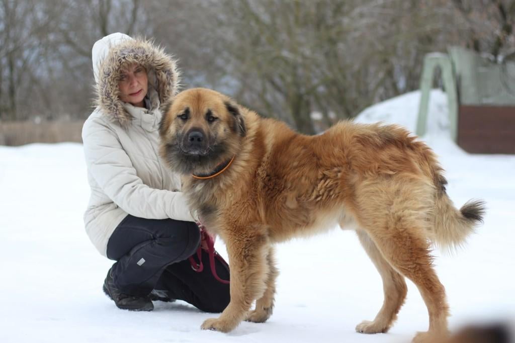 Help Pets Adoptie Alabay, Husky, Retriever, Leonberger enz, Dieren en Toebehoren, Particulier, Overige rassen, Buitenland, Parvo