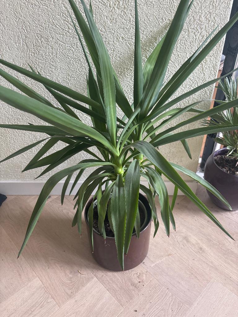 Palm lelie plant elephanitpes, Volle zon, Vaste plant, Bloeit niet, Ophalen