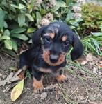 Super mooie teckel pups, Dieren en Toebehoren, Dwerg, Meerdere, Meerdere dieren, Ruwhaar