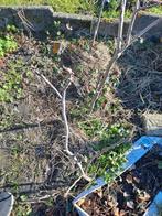 Jong vijgenboompje - Ideaal voor tuin of pot, Volle zon, Vaste plant, Ophalen of Verzenden, Zomer