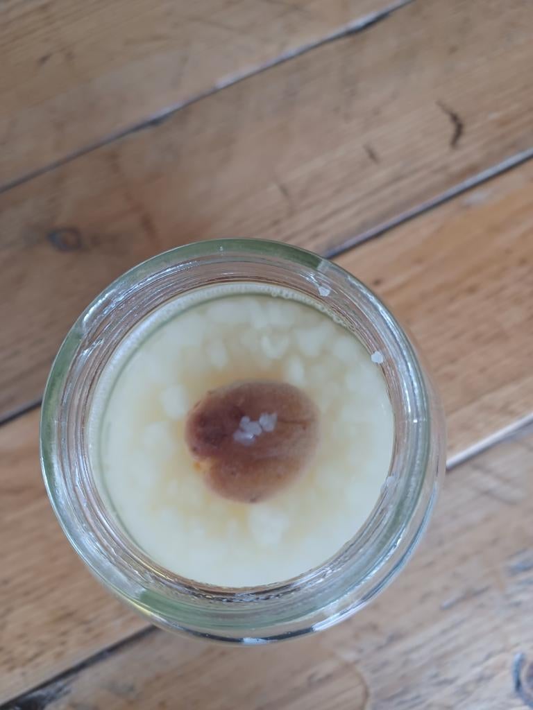 Water kefir, Ophalen