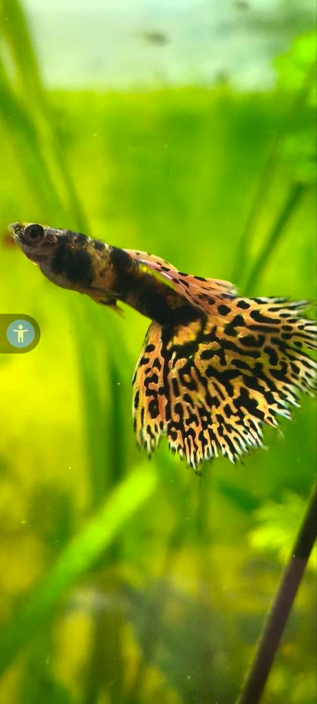 Tiger King cobra jong volwassen prijs per trio., Dieren en Toebehoren, Vis