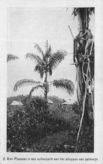 Nederlands Indië Celebes - Een possaan aftappenpalmwijn 1921, Ophalen of Verzenden, 1920 tot 1940, Gelopen, Buiten Europa