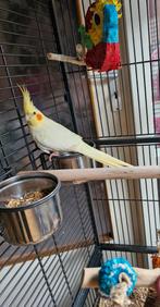 Valkparkiet, Dieren en Toebehoren, Vogels | Parkieten en Papegaaien, Geslacht onbekend, Parkiet