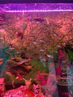 guppy's. sluierstaart, Vis