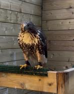 Roodstaart wijf, Dieren en Toebehoren, Vogels | Overige Vogels, Mannelijk, Roofvogel