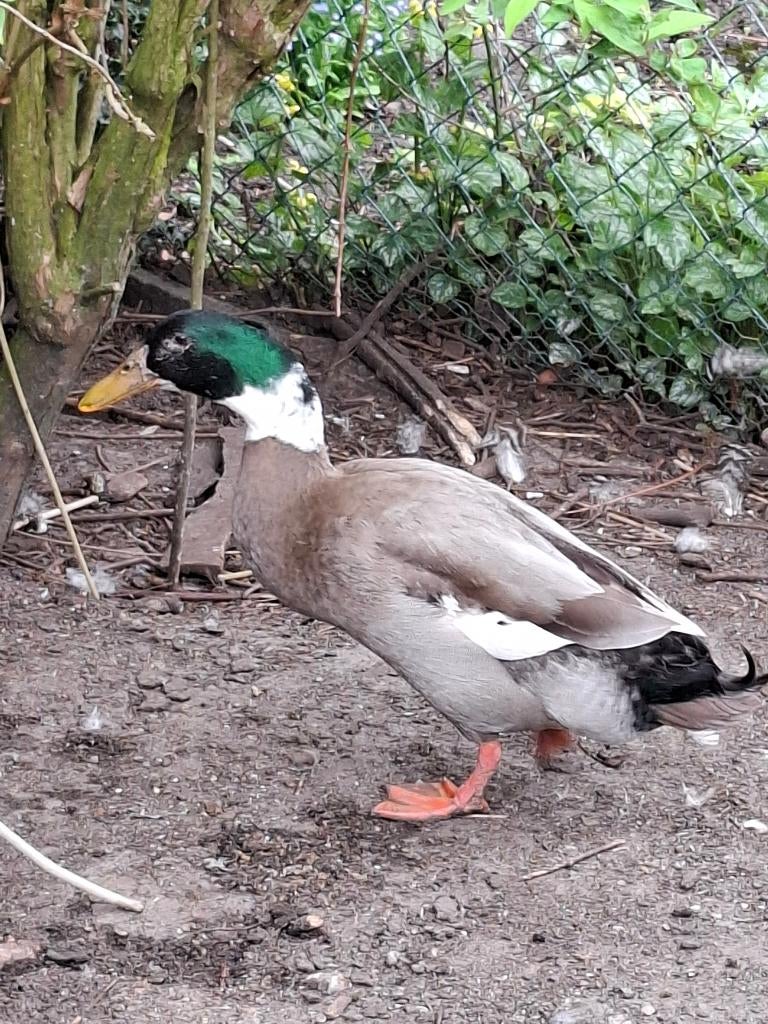 Loopeend woerd, Dieren en Toebehoren, Pluimvee, Mannelijk, Eend
