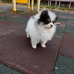 Pomeriaan pups, Particulier, 8 tot 15 weken, Buitenland, Parvo