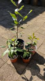 Keuken laurier, Ophalen, Minder dan 100 cm, Overige soorten, Volle zon