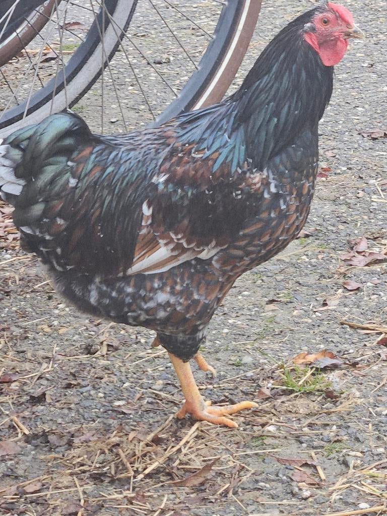 Gratis af te halen. MOOIE HAAN., Dieren en Toebehoren, Mannelijk, Kip