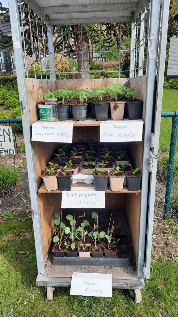 Te koop tomaten, punt paprika en broccoli plantjes, Ophalen of Verzenden, Eenjarig, Groenteplanten, Volle zon