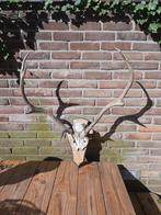 Prachtig edelhert gewei op schild, Ophalen, Gebruikt, Hert, Gewei of Kop