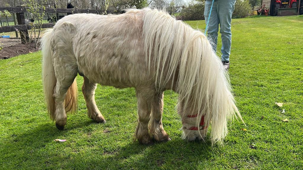 Pony merries en palamino hengst, Merrie, A pony (tot 1.17m), 0 tot 2 jaar