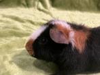 Cavia beertje us teddy, Dieren en Toebehoren, Knaagdieren, Cavia, Mannelijk, December, Tam