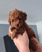 Prachtige rode dwergpoedels, Poedel, Meerdere, Meerdere dieren, Nederland